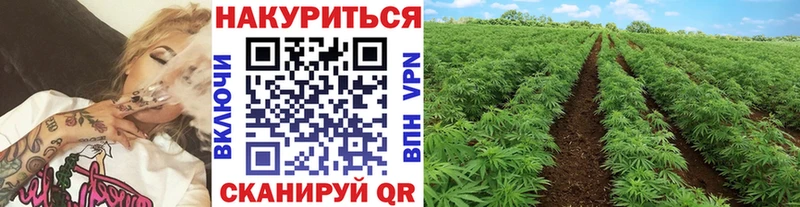 Бошки марихуана LSD WEED сколько стоит blacksprut как зайти Кстово
